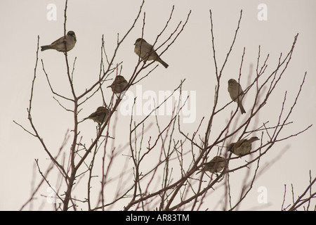 Sieben Haussperlinge in einer Baumkrone im winter Stockfoto