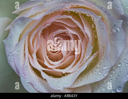 Farbige Rose Blush Stockfoto