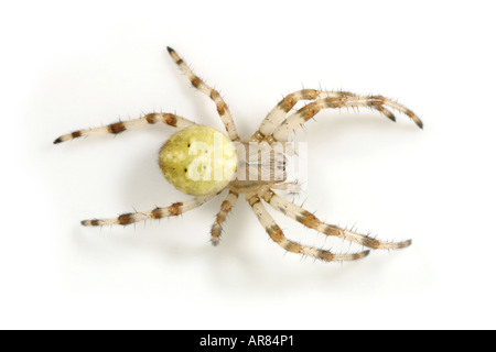 Araneus Quadratus Spinne auf weißem Hintergrund Stockfoto