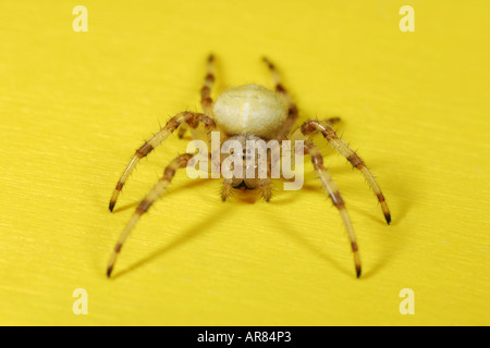 Araneus Quadratus Spinne auf gelbem Hintergrund Stockfoto