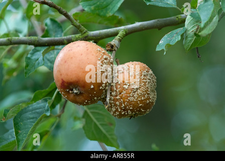 Braunfäule Pilz (Weißstängeligkeit Fructigena) auf Cox Apfel Stockfoto