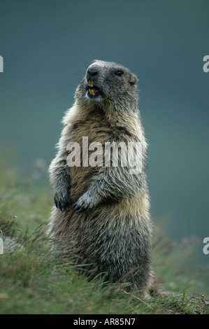 Alpine Marmot, Alpenmurmeltier, Marmota Marmota, Alpen, Europa Stockfoto