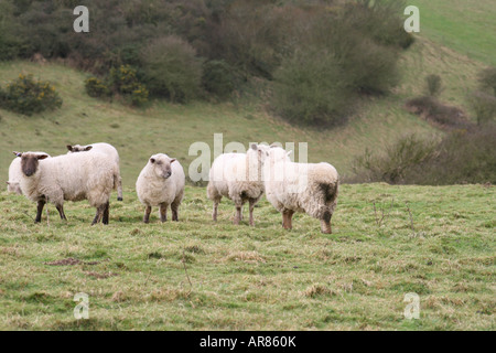 Eine Herde Schafe weiden auf den Sussex Downs in der Nähe von Jevington Stockfoto