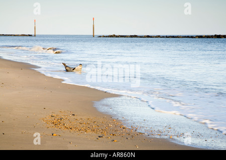 See Palling an der nordöstlichen Küste von Norfolk, dem Meer Abwehr und eine Dichtung am Ufer in England Großbritannien Stockfoto