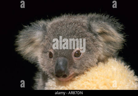 Schuss in den Kopf von einer Hand aufgezogen Koala Joey (Baby) Stockfoto