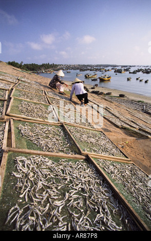 Frauen sortieren Fisch auf Racks Stockfoto