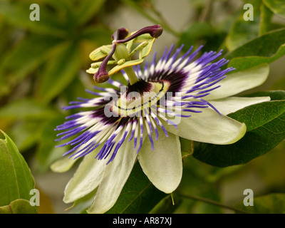 Blaue Leidenschaft Blume oder Passiflora Caerulea in Nahaufnahme Stockfoto