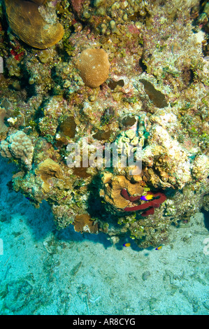 bunte Korallen Formation mit drei blauen und gelben Basslets und Pore Seil Schwamm Stockfoto