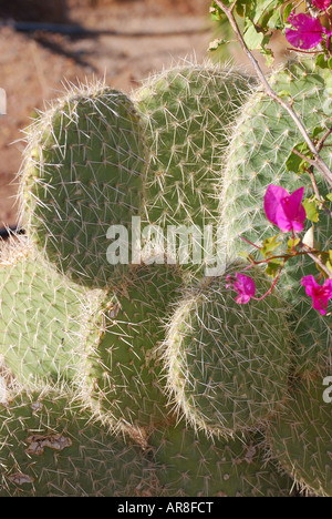 Kakteen Pflanzen und Blumen, Taba Heights, Sinai-Halbinsel, Ägypten Stockfoto