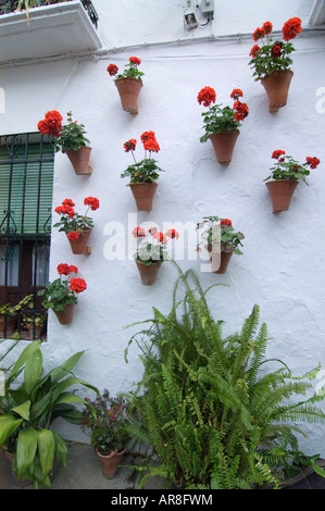 Blumentöpfe mit roten Blüten auf der weißen Wand, Judenviertel, Córdoba, Andalusien, Spanien Stockfoto