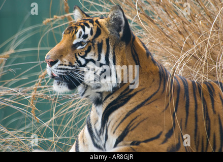 Tiger in Gefangenschaft in einem zoo Stockfoto