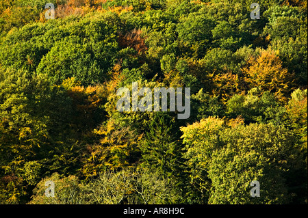 Herbstfarben in gemischten Wäldern Blorenge Mountain Wales UK im Bereich Blaenavon World Heritage Site Stockfoto