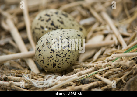 Eiern in einem Nest aus schwarz geflügelte Stelzenläufer (Himantopus Himantopus), Spanien Stockfoto