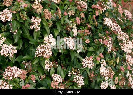 Viburnum Tinus Anfang Februar Stockfoto