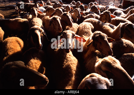 Mob von Schafen in einem Kibbuz in Israel Stockfoto