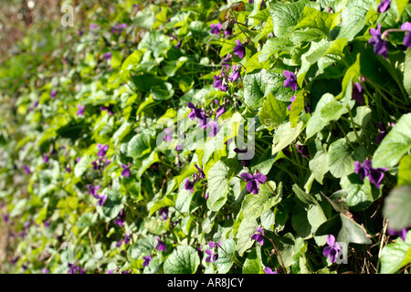 Viola Odorata auf Devon Bank Anfang Februar Stockfoto