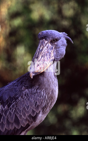 Schuhschnabel Balaeniceps rex Stockfoto