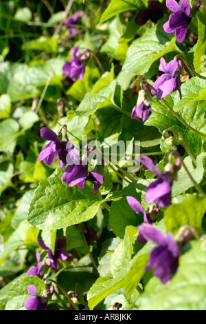 Viola Odorata auf Devon Bank Anfang Februar Stockfoto