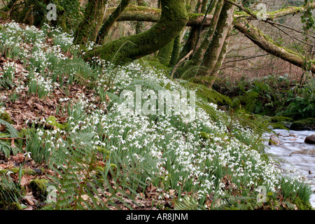 SCHNEEGLÖCKCHEN IM AVILL TAL WEDDON ZU ÜBERQUEREN, EXMOOR UND DEN SPITZNAMEN SCHNEEGLÖCKCHEN TAL MITTE FEBRUAR Stockfoto