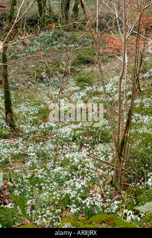 SCHNEEGLÖCKCHEN IM AVILL TAL WEDDON ZU ÜBERQUEREN, EXMOOR UND DEN SPITZNAMEN SCHNEEGLÖCKCHEN TAL MITTE FEBRUAR Stockfoto