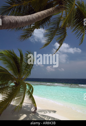 Palmen an einem warmen tropischen Strand auf den Malediven im Indischen Ozean Stockfoto