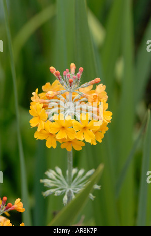 PRIMULA BULLEYANA Stockfoto