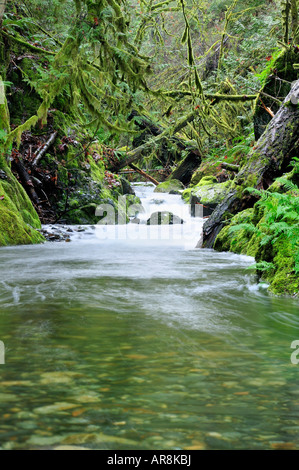 Regenwald Creek, Vancouver Island Stockfoto
