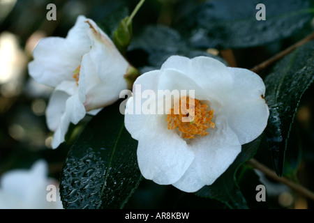 KAMELIE CORNISH SNOW CUSPIDATA X SALUENSIS AGM Stockfoto