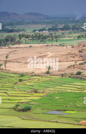 Paddy Reisfeld in der ländlichen indische Gegend. Andhra Pradesh, Indien Stockfoto