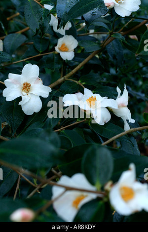 KAMELIE CORNISH SNOW CUSPIDATA X SALUENSIS AGM Stockfoto