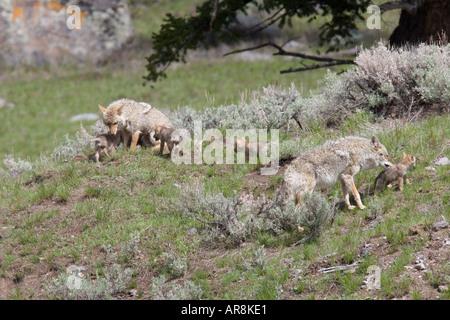 Kojote mit Welpen im Yellowstone National Park, Shot In The Wild Stockfoto