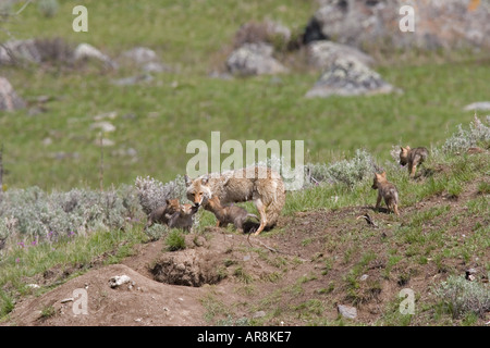 Kojote mit Welpen im Yellowstone National Park, Shot In The Wild Stockfoto