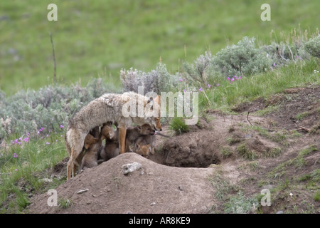 Kojote mit Welpen im Yellowstone National Park, Shot In The Wild Stockfoto