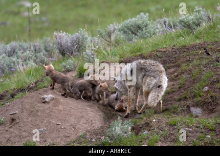 Kojote mit Welpen im Yellowstone National Park, Shot In The Wild Stockfoto