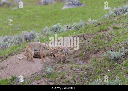 Kojote mit Welpen im Yellowstone National Park, Shot In The Wild Stockfoto