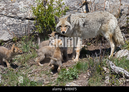 Kojote mit Welpen im Yellowstone National Park, Shot In The Wild Stockfoto