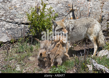 Kojote mit Welpen im Yellowstone National Park, Shot In The Wild Stockfoto