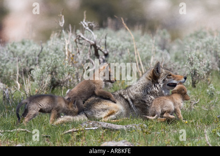 Kojote mit Welpen im Yellowstone National Park, Shot In The Wild Stockfoto
