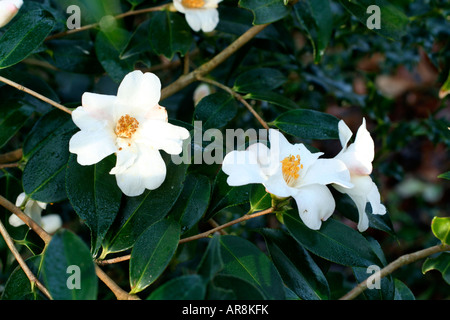 KAMELIE CORNISH SNOW CUSPIDATA X SALUENSIS AGM Stockfoto