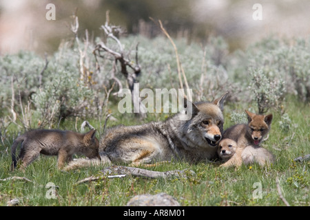 Kojote mit Welpen im Yellowstone National Park, Shot In The Wild Stockfoto