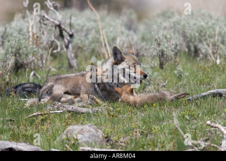 Kojote mit Welpen im Yellowstone National Park, Shot In The Wild Stockfoto