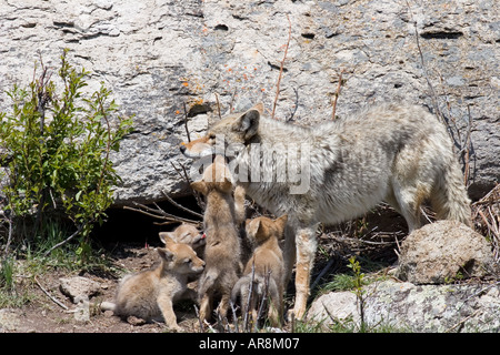 Kojote mit Welpen im Yellowstone National Park, Shot In The Wild Stockfoto