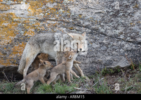 Kojote mit Welpen im Yellowstone National Park, Shot In The Wild Stockfoto