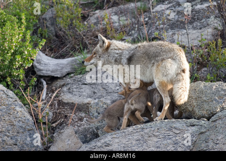 Kojote mit Welpen im Yellowstone National Park, Shot In The Wild Stockfoto