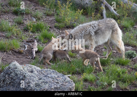 Kojote mit Welpen im Yellowstone National Park, Shot In The Wild Stockfoto