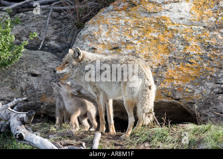 Kojote mit Welpen im Yellowstone National Park, Shot In The Wild Stockfoto
