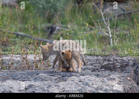 Kojote mit Welpen im Yellowstone National Park, Shot In The Wild Stockfoto