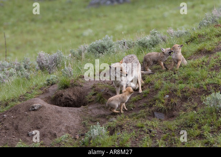 Kojote mit Welpen im Yellowstone National Park, Shot In The Wild Stockfoto