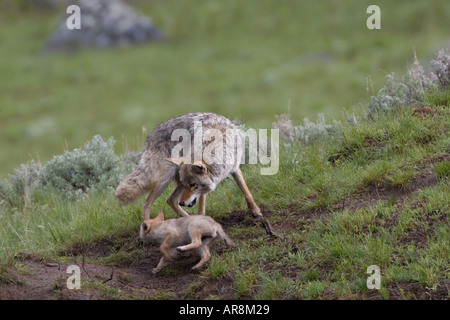 Kojote mit Welpen im Yellowstone National Park, Shot In The Wild Stockfoto