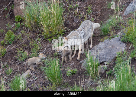 Kojote mit Welpen im Yellowstone National Park, Shot In The Wild Stockfoto